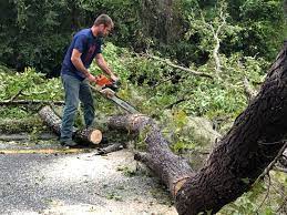 Pearl River, NY Tree Services Company